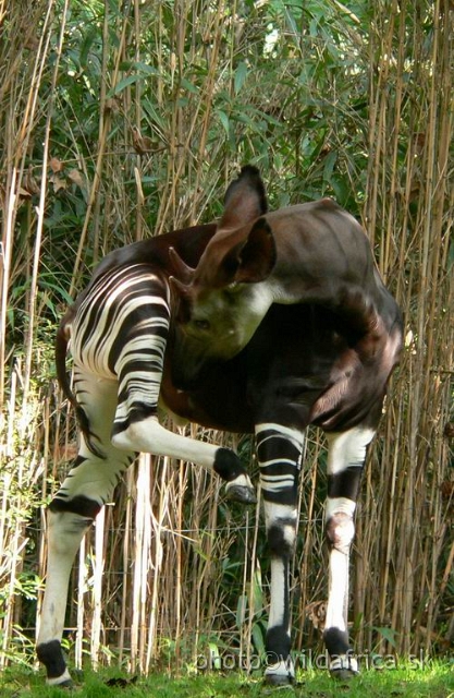 okapi 07.jpg - Okapi.